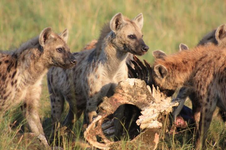 Spotted Hyenas Foraging