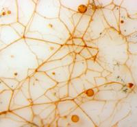 color microscopic photo of AM fungal hyphae
