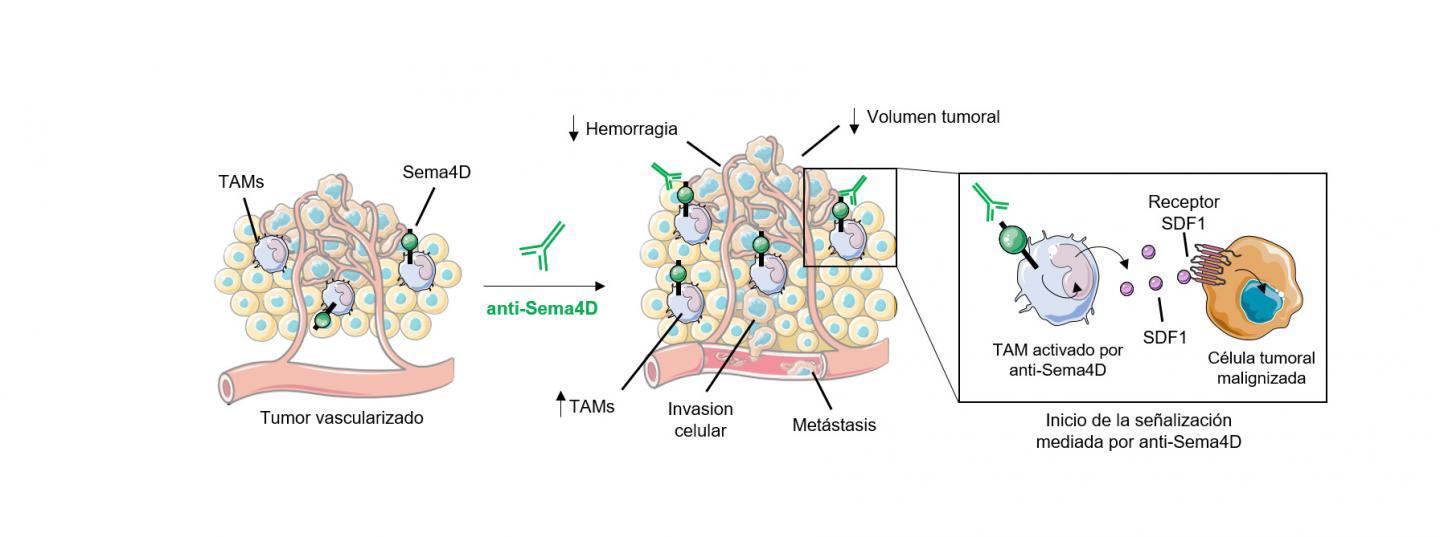 Anti-Sema4D antibody induces metastasis