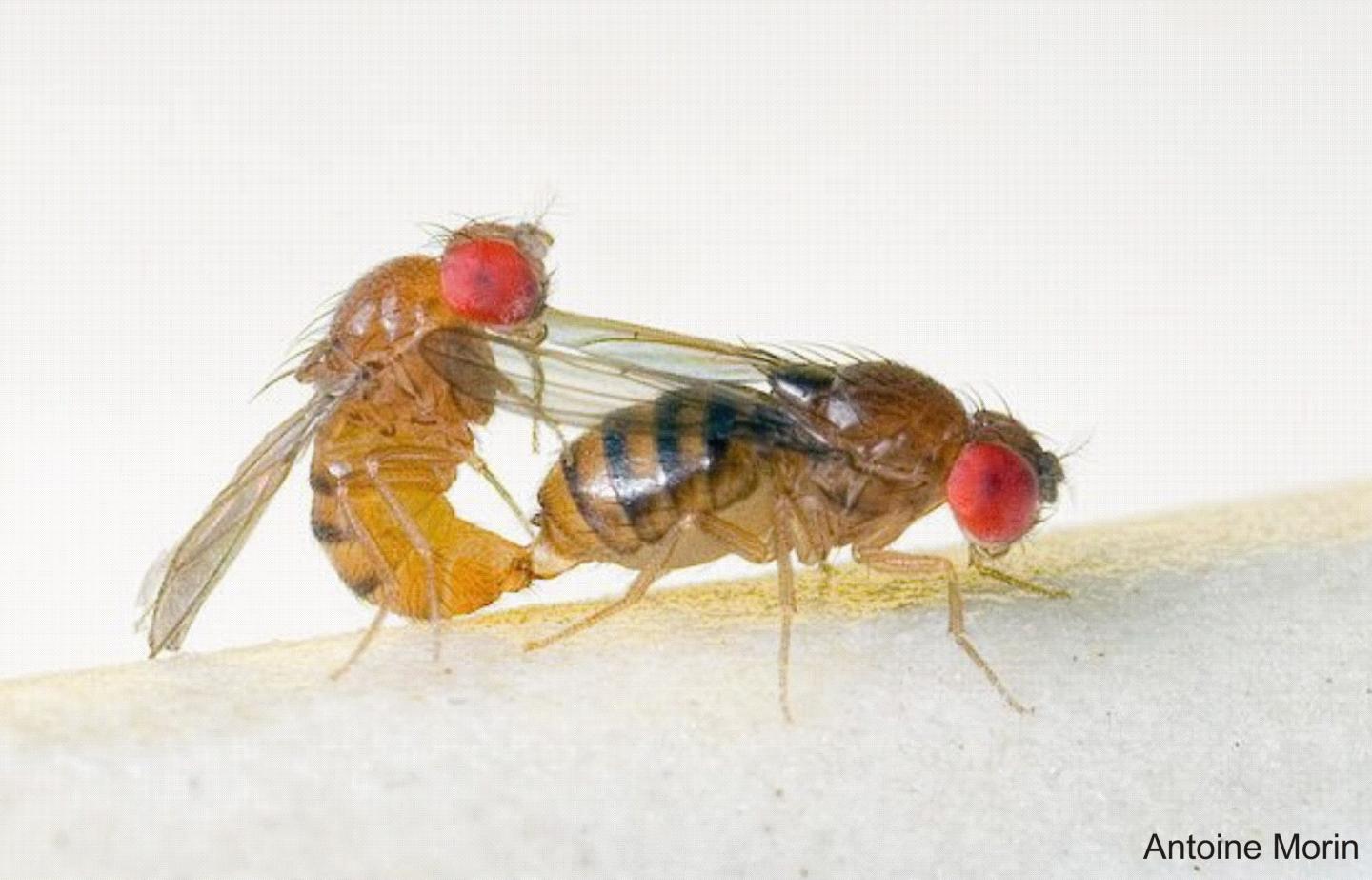 Mating Pair of <i>Drosophila serrata</i>