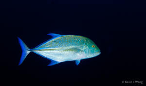 Bluefin trevally