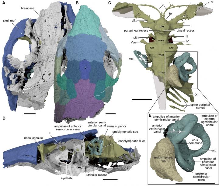 Fossil specimen of <i>Brindabellaspis stensio</i> as shown by MicroCT scanning