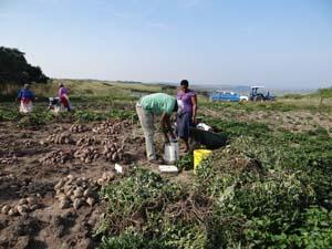 In Field Harvesting Sweet Potatoes