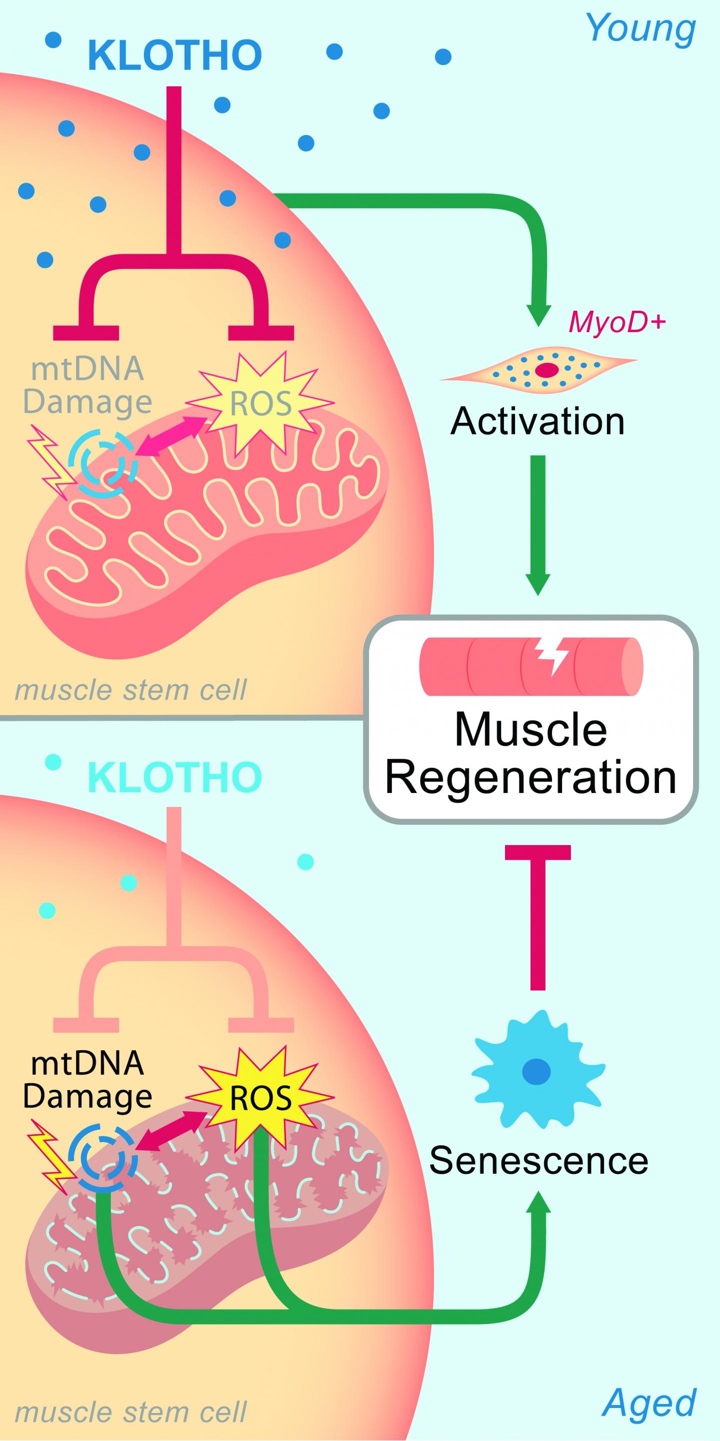Theoretical Mechanism