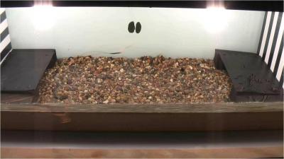 Common Shore Crab Tank