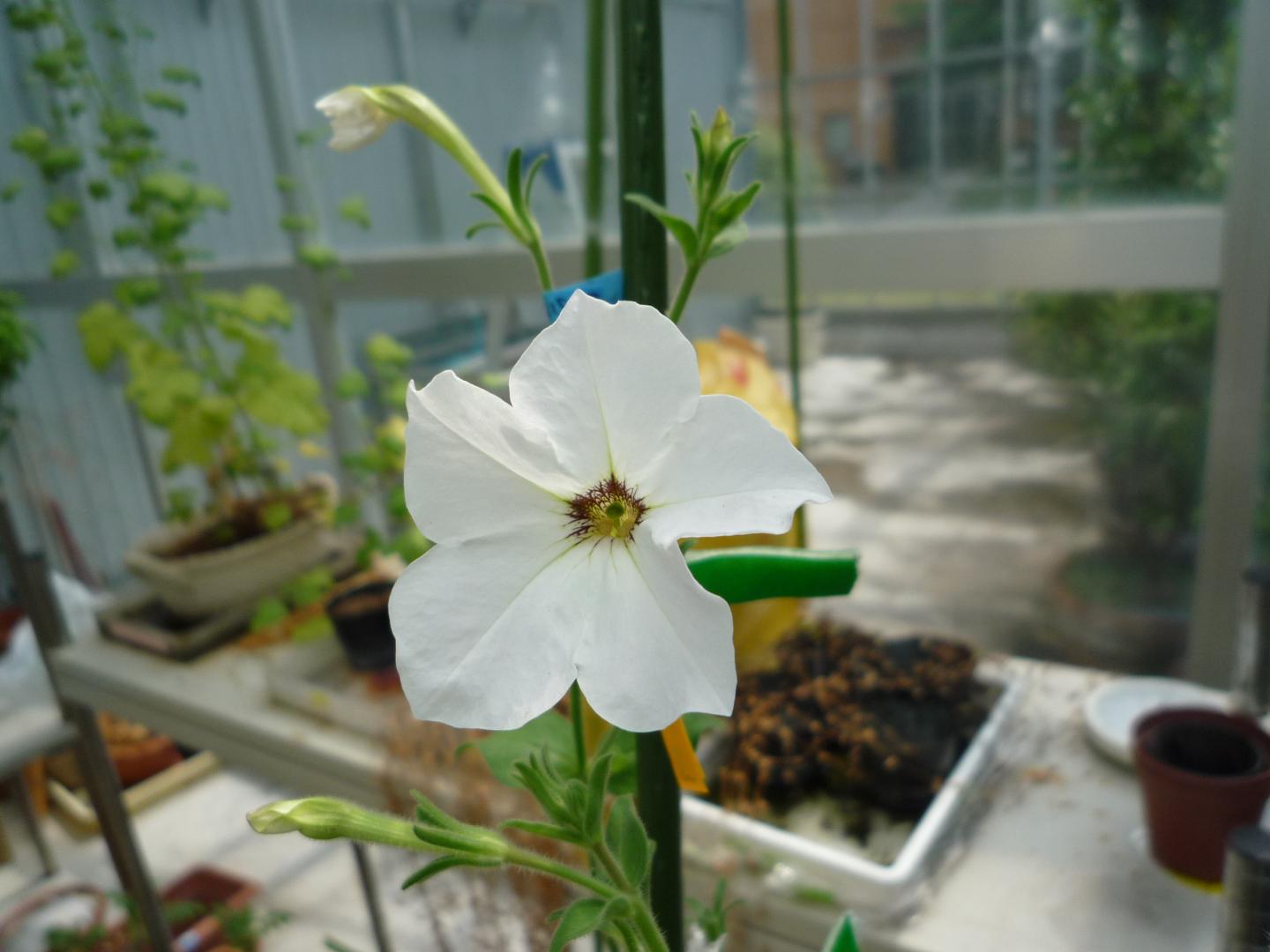 Petunia Flower