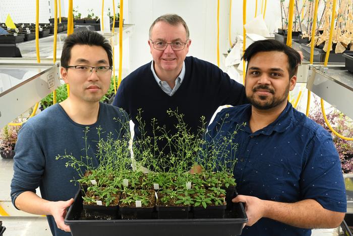 Study coauthors Yuanxue Liang, John Shanklin, and Sanket Anaokar holding Arabidopsis plants