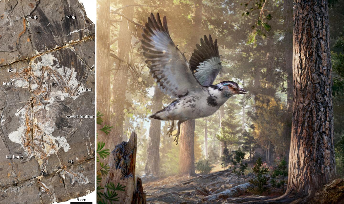 A 127-million-year-old Fossil Bird, <i>Jinguofortis perplexus</i>