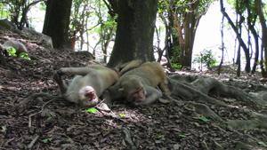 Macaques in the study