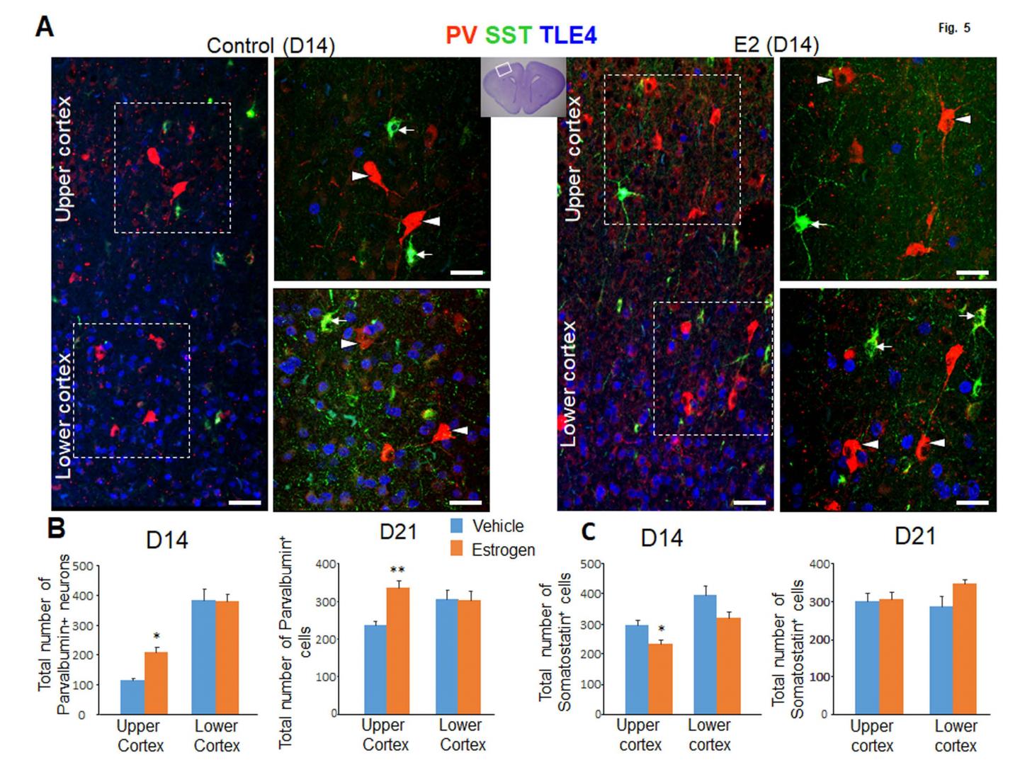 Effect of Estrogen on Interneurons