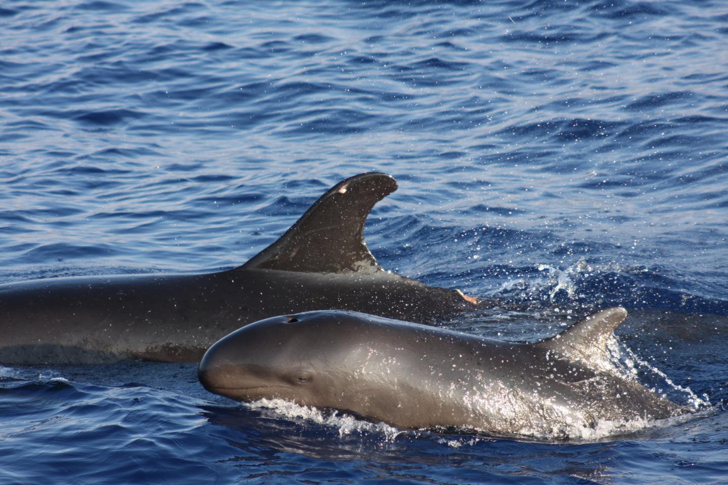 False Killer Whales