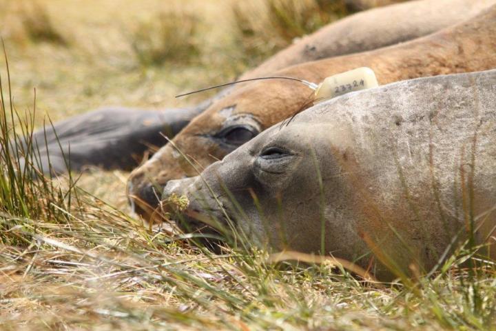 Elephant Seal with Satellite Tag