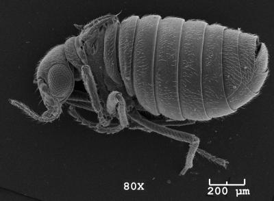 <i>Caurinus tlagu</i>