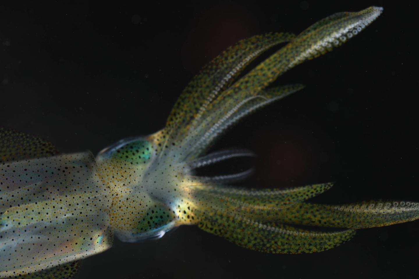 Reef Squid