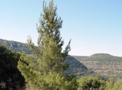 Israel Pine