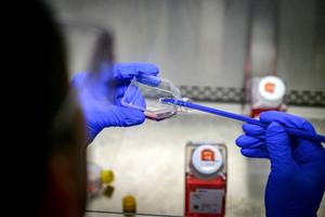 Yan works with live dengue virus to prepare a blood meal for the mosquitoes.