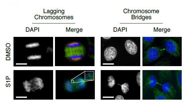 Speeding Up Cell Division From the Inside-Out (2 of 2)