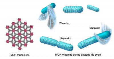 Cloaking Bacteria in MOFs
