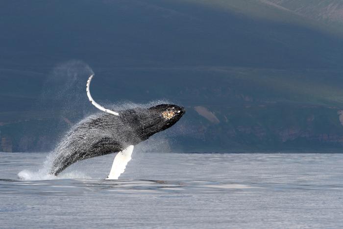 Humpback whale breaching
