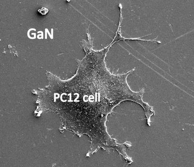 Cell Growth On GaN Coated with Peptides
