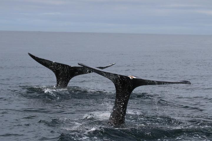 Gray whales