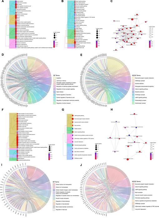 Functional enrichment analysis of acupuncture therapeutic targets associated with Alzheimer’s disease and vascular dementia