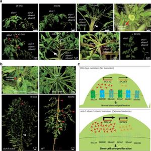 Phenotypic characterization of slclv1 slbam1 slbam2 triple mutant plants and slclv3 slcle9 double mutant plants.