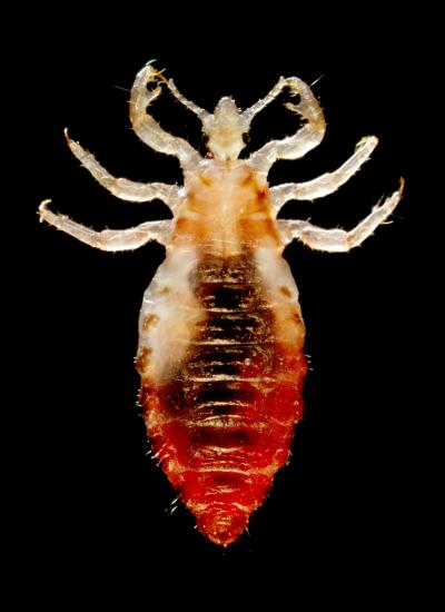 Human Body Louse