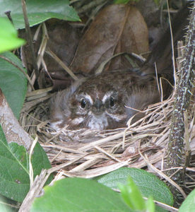 Song sparrow on nest