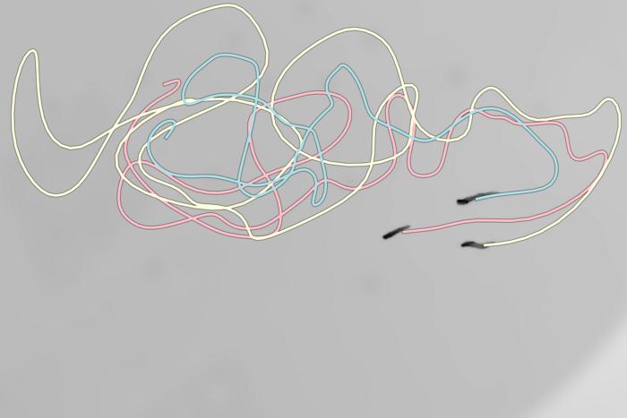 Swim trajectories of a group of three zebra danio