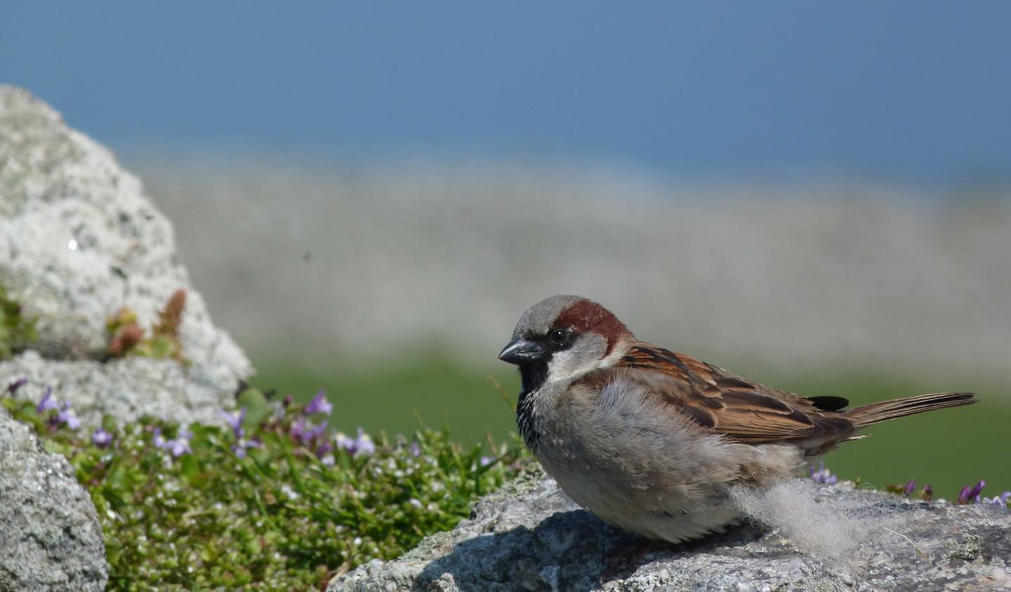 Male Sparrow on Lundy