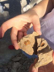 Cast of a bivalve shell preserved in 6.5-million year old sediment on Crete (Greece).