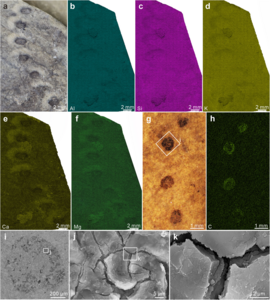 Reflected light microscopy images, energy dispersive X-ray spectroscopy elemental maps, and scanning electron microscope images of Horodyskia moniliformis