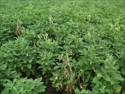 Soybean Plants