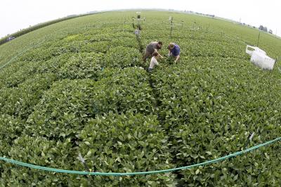 SoyFACE Experiments Offer a Glimpse into the Future