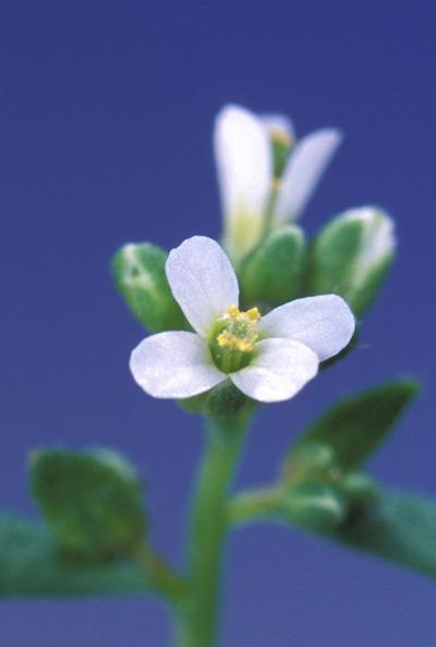 <i>Arabidopsis thaliana</i>