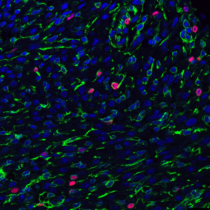 New Texas Heart Institute Study Outlines Additional Reasons for Optimism Related to Heart Regeneration