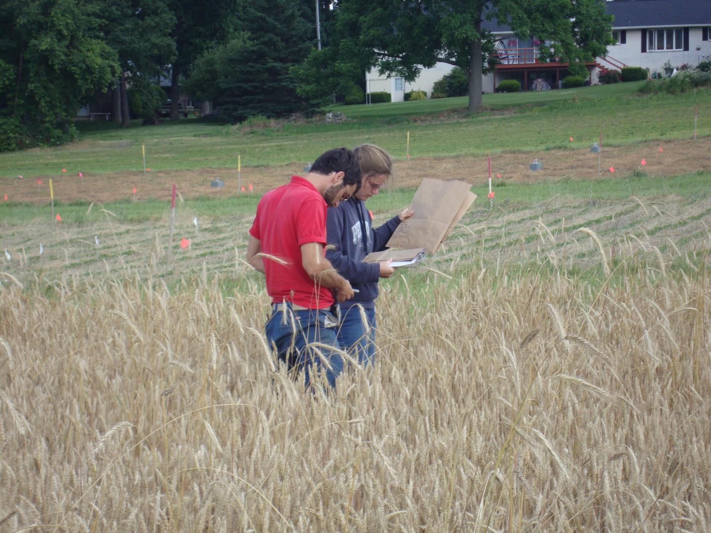 Sampling Volunteer Cereal Rye In Wheat