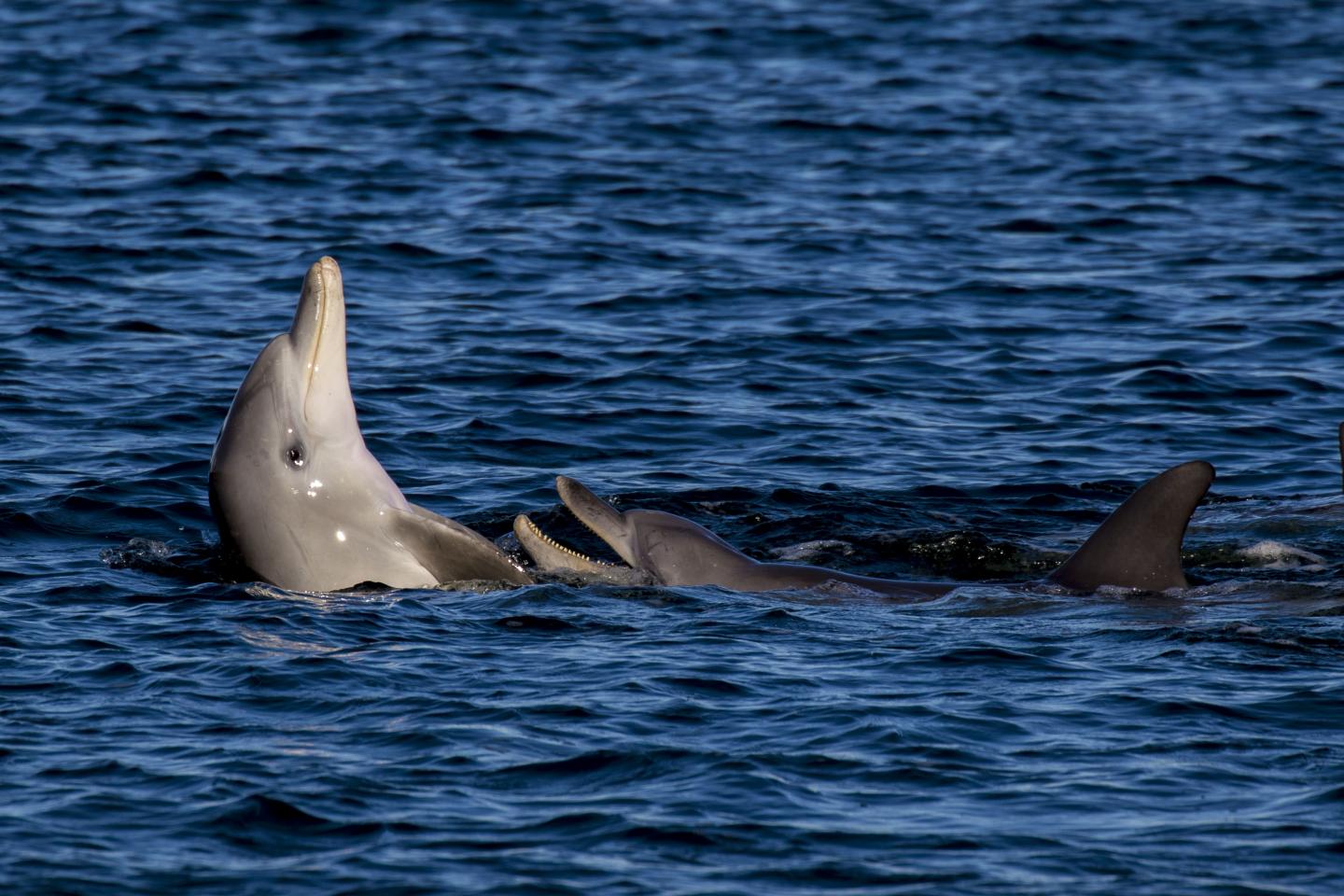 Dolphins in Fremantle inner Harbour