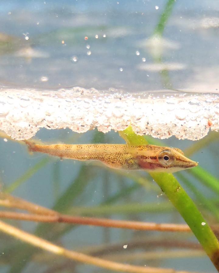 Juvenile Pike