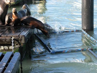 California Sea Lion Leptospirosis Study Underway