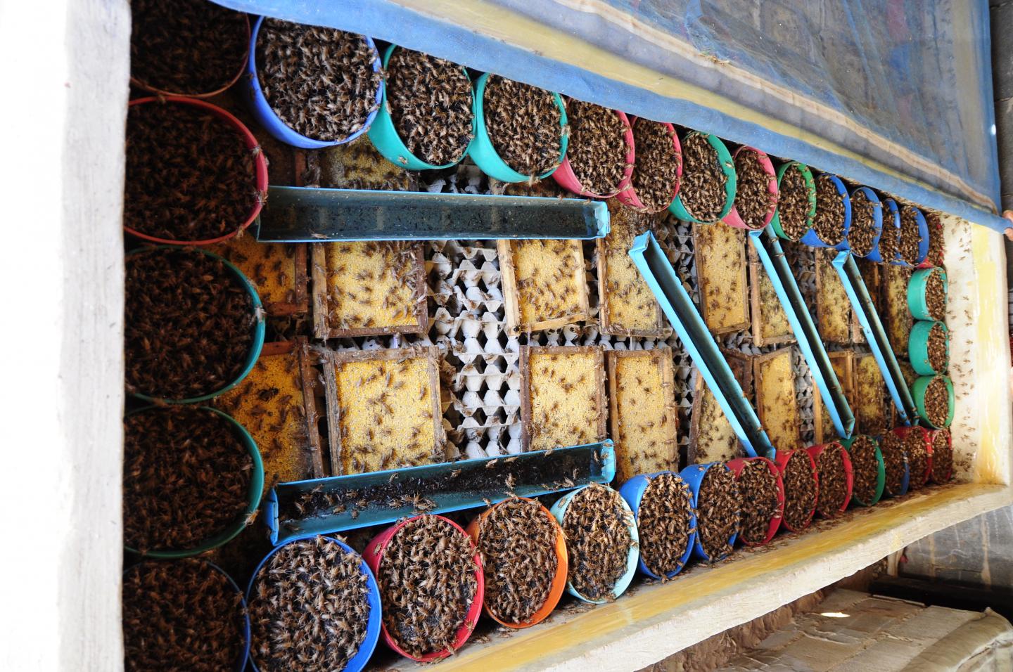 A Pen with Acheta domesticus Laying Eggs