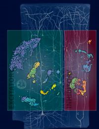 Salk Scientists Analyze Methylation Patterns of Neurons