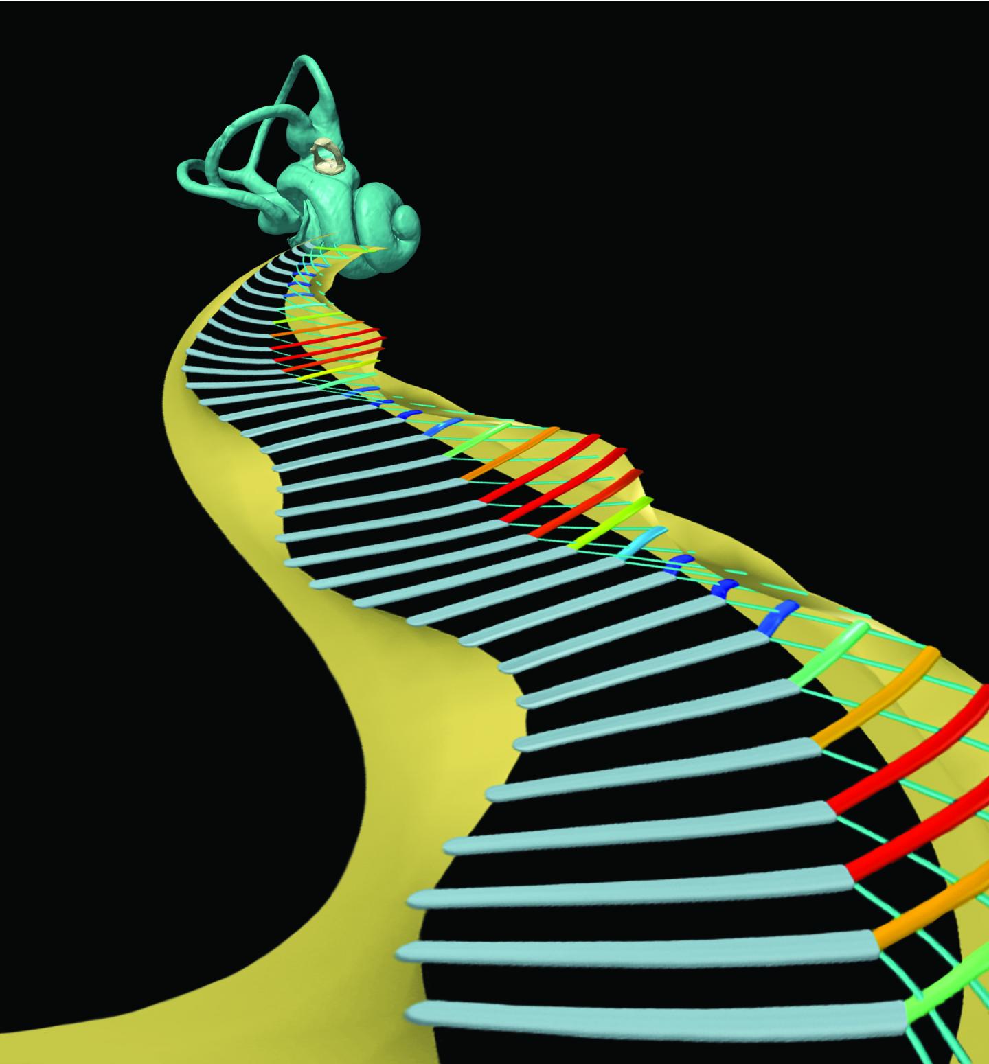 Illustration of Inner Ear Model