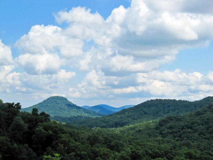 Hickories are a major component of eastern North American oak-hickory forests, shown here in eastern Kentucky.