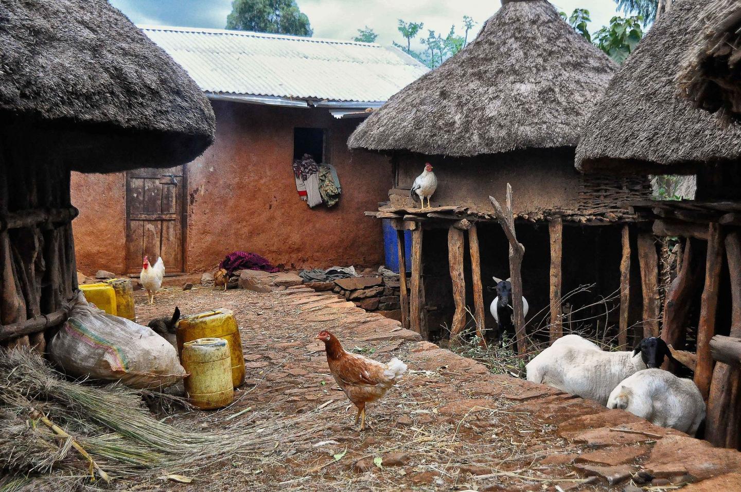Chickens Roam an Ethiopian Vil [IMAGE] EurekAlert! Science News Releases