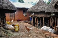Chickens Roam an Ethiopian Village