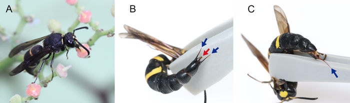 Fig. 1. The mason wasp Anterhynchium gibbifrons.