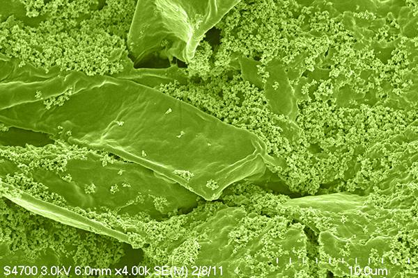 Microbe Mobilizes 'Iron Shield' to Block Arsenic Uptake in Rice