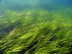 Finland Eelgrass